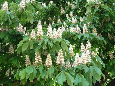Aesculus hippocastanum